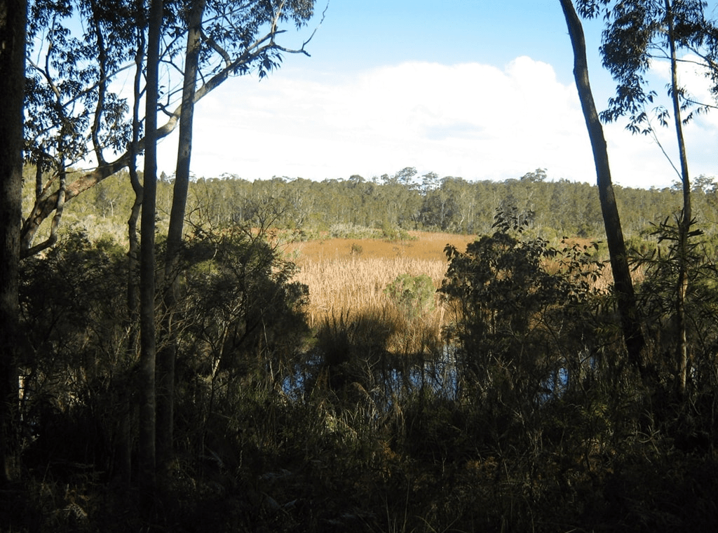 1 Slow Down 2 Tune In 3 Wander the Wetland Woodland Bower
