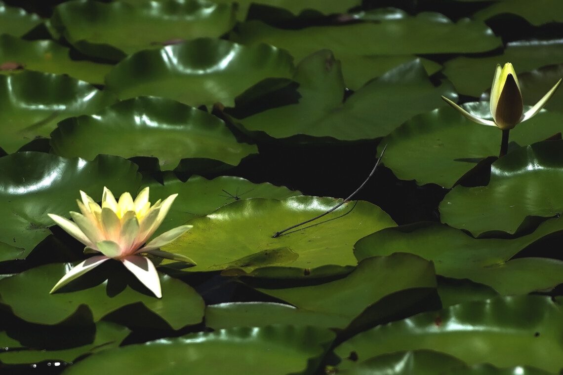 Find Serenity in Grief at The Bower at Broulee Retreat